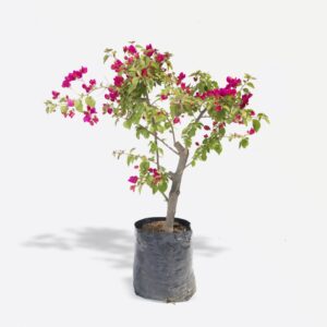 Bouganvillea Tronquito