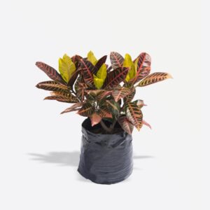 Croton Petra B1