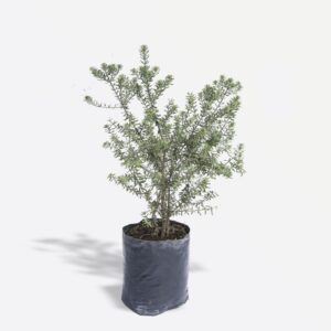 Westringia