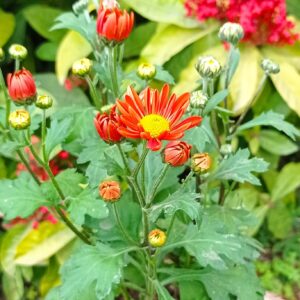 CHRYSANTEMO B4