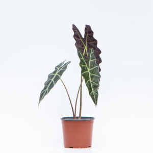 ALOCASIA AMAZONICA BLS/ MP21