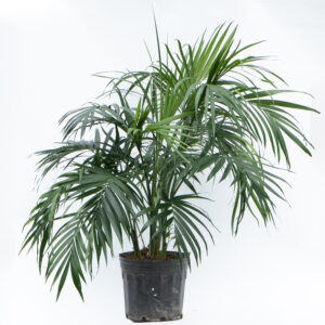PALMERA CATARACTARUM